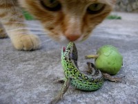 /album/obrazky/zvirata-23-jpg/